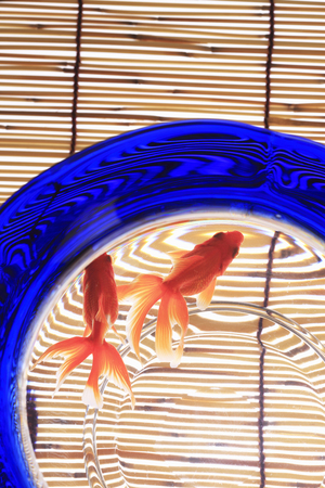Goldfish Bowlの写真素材