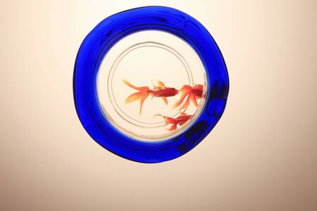 Goldfish Bowlの写真素材