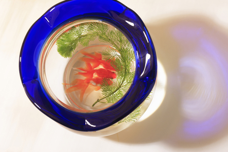 Goldfish Bowlの写真素材