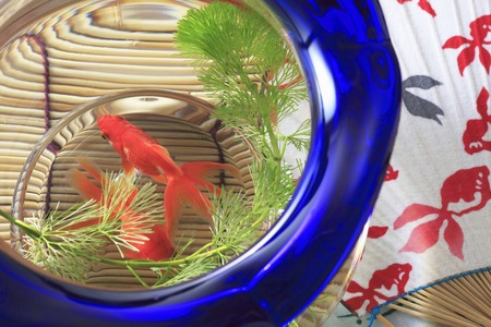 Fishbowl and fan and blindの写真素材