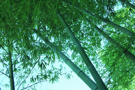 Bamboo forestの写真素材