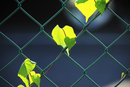 Net fence and leavesの写真素材