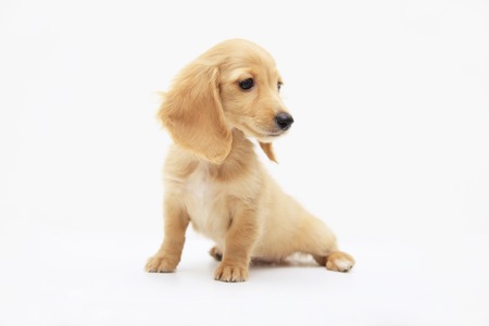 Miniature Dachshundの写真素材