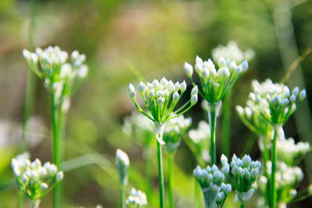 Bud of leek flowers