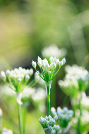 Bud of leek flowersの写真素材