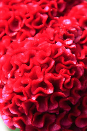 Cockscombの写真素材