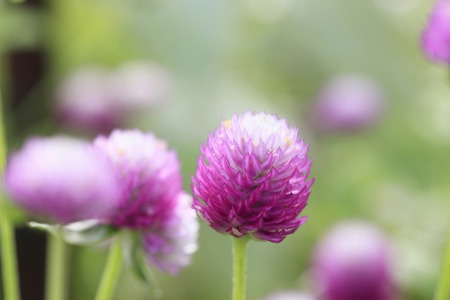 Gomphrena globosaの写真素材