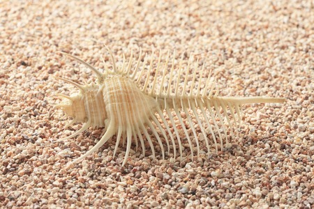 Hone shellfish