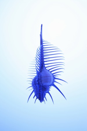 Hone shellfishの写真素材