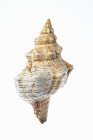 Sea shells