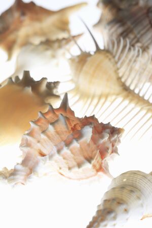 Sea shells
