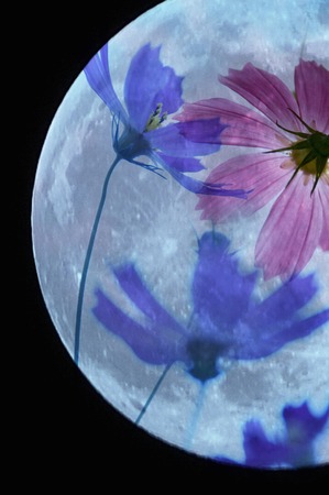 The moon and the Cosmosの写真素材