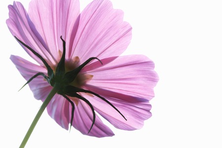 Pink Cosmosの写真素材