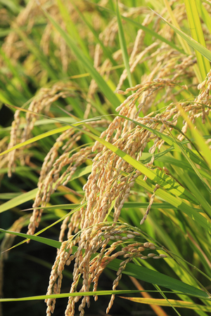 Inahoの写真素材