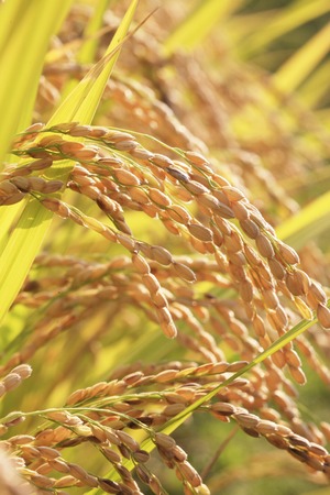 Inahoの写真素材