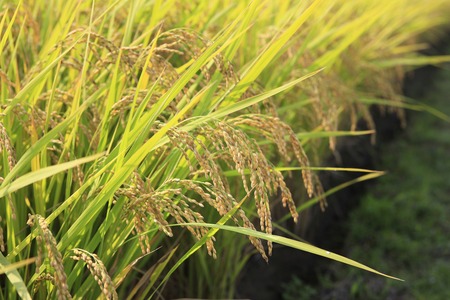 Inahoの写真素材