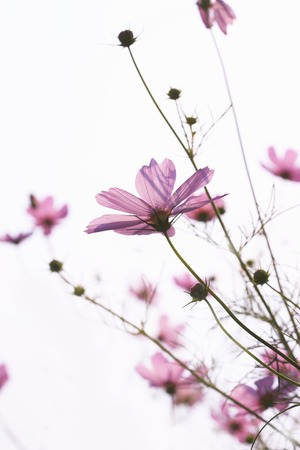 Pink Cosmosの写真素材