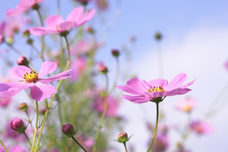 Pink Cosmosの写真素材