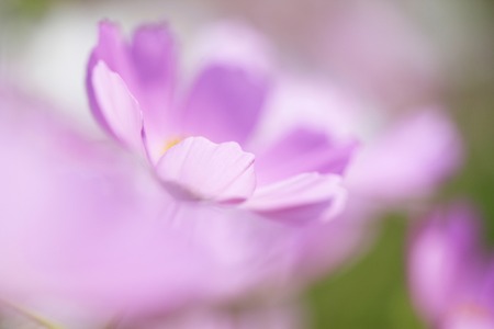 Cosmosの写真素材