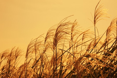 Japanese pampas grassの写真素材