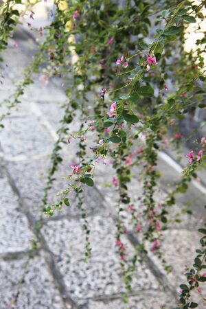 Stone Wall Streetの写真素材