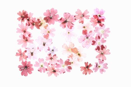 Pressed flowers floretの写真素材