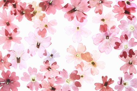 Pressed flowers floretの写真素材