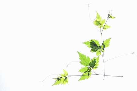 Pressed leavesの写真素材