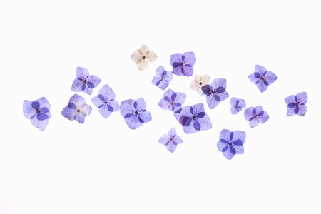 Hydrangea flower