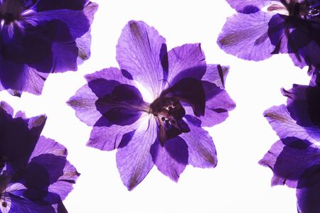 Pressed flower blueの写真素材