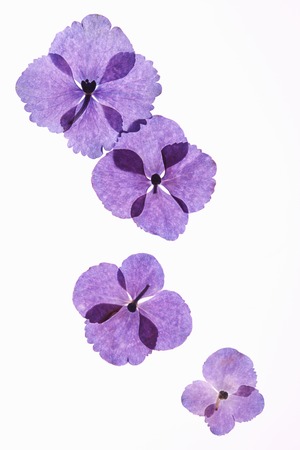 Hydrangea flowerの写真素材