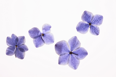 Hydrangea flowerの写真素材