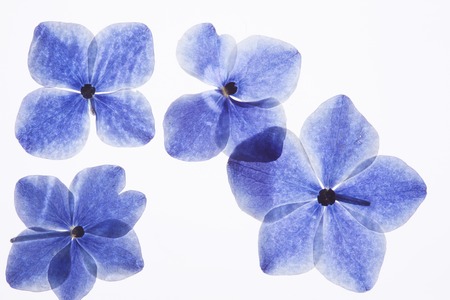 Hydrangea flower