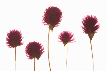 Pressed flowers floretの写真素材