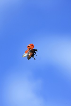 Flying ladybirdの写真素材