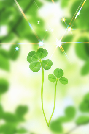 Clover