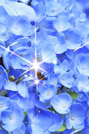 Hydrangeaの写真素材