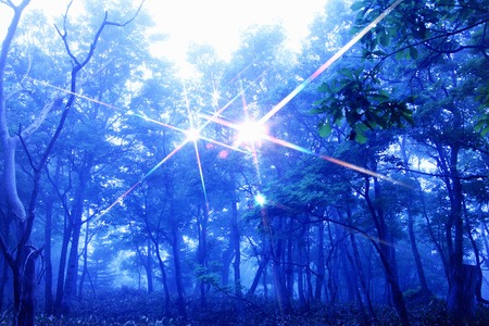 Forestの写真素材