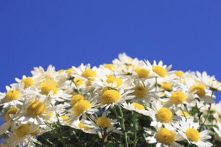 Margaretの写真素材