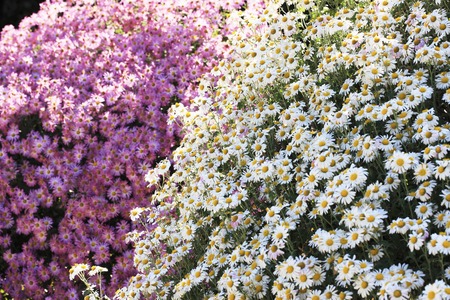 Chrysanthemumの写真素材