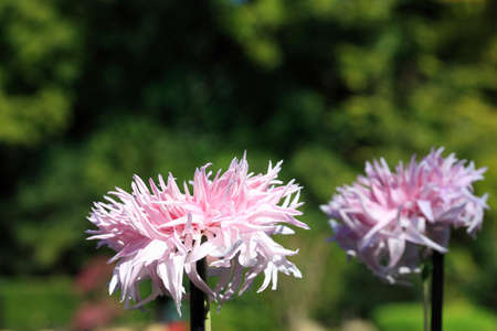 Chrysanthemumの写真素材