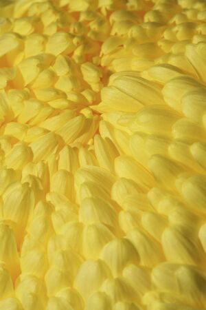 Chrysanthemumの写真素材