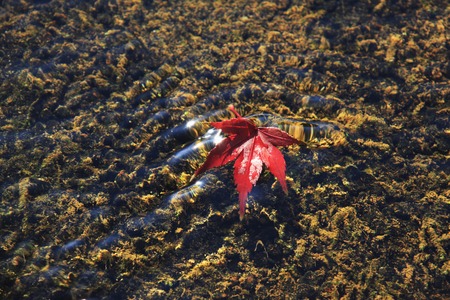 Autumn leaves