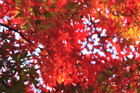 Autumn leaves