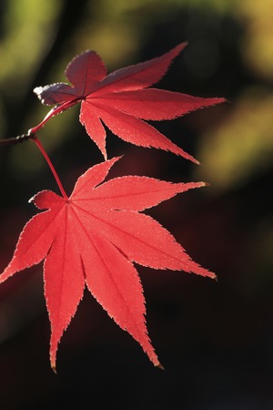 Autumn leaves
