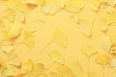 Ginkgo biloba
