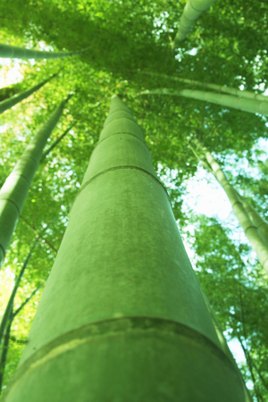 Bamboo forestの写真素材