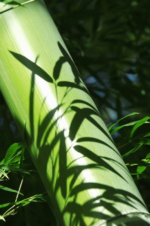 Bamboo forestの写真素材