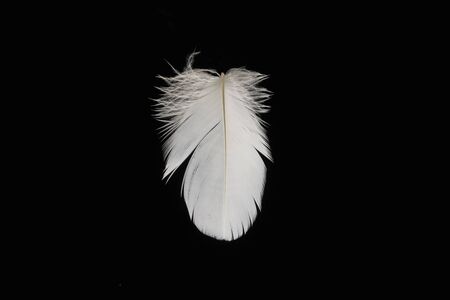 Featherの写真素材