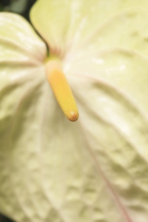 Anthuriumの写真素材